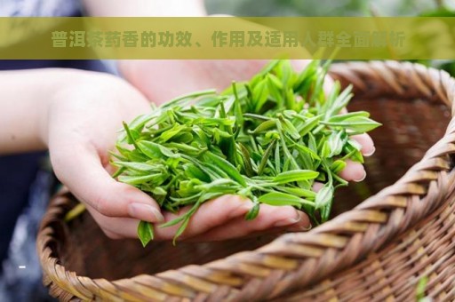 普洱茶药香的功效、作用及适用人群全面解析