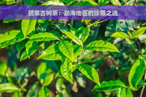 班章古树茶：勐海地区的珍藏之选