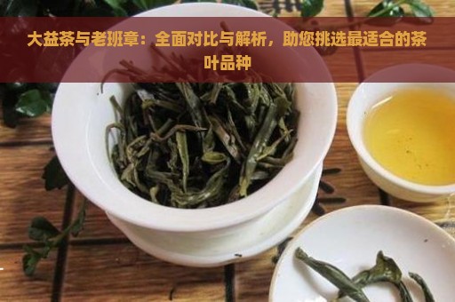 大益茶与老班章：全面对比与解析，助您挑选最适合的茶叶品种