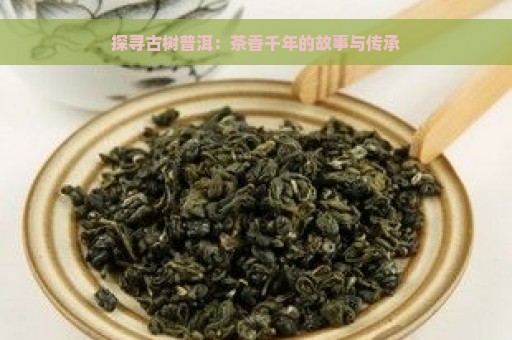 探寻古树普洱：茶香千年的故事与传承