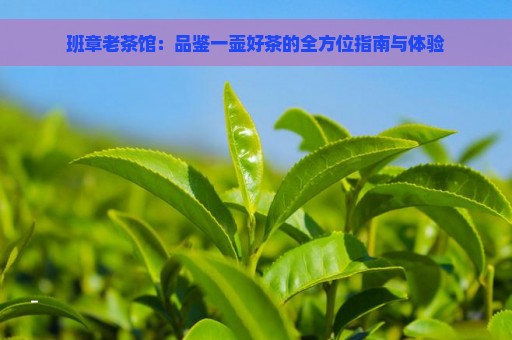 班章老茶馆：品鉴一壶好茶的全方位指南与体验