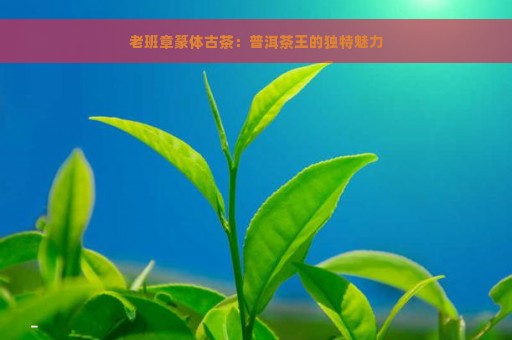 老班章篆体古茶：普洱茶王的独特魅力