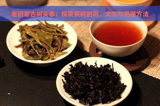 老班章古树头春：探索茶树的历、文化与品鉴方法