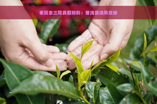 老班章三爬真假辨别：普洱茶选购攻略