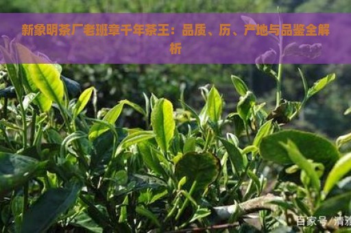 新象明茶厂老班章千年茶王：品质、历、产地与品鉴全解析