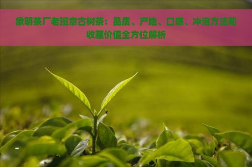 象明茶厂老班章古树茶：品质、产地、口感、冲泡方法和收藏价值全方位解析