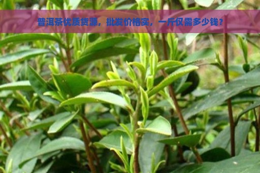 普洱茶优质货源，批发价格实，一斤仅需多少钱？