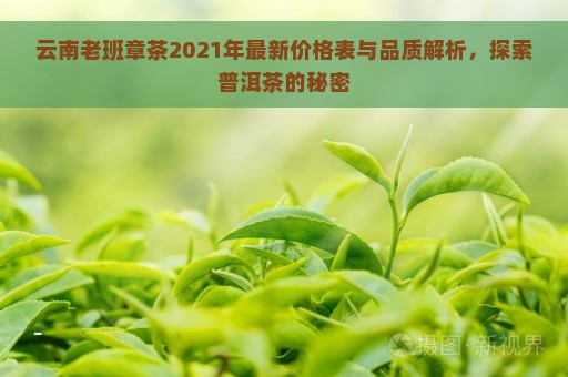 云南老班章茶2021年最新价格表与品质解析，探索普洱茶的秘密