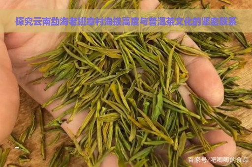 探究云南勐海老班章村海拔高度与普洱茶文化的紧密联系