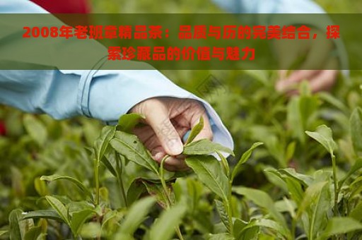 2008年老班章精品茶：品质与历的完美结合，探索珍藏品的价值与魅力