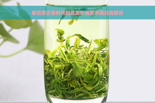 老班章古茶树纯料批发价格及市场趋势解析