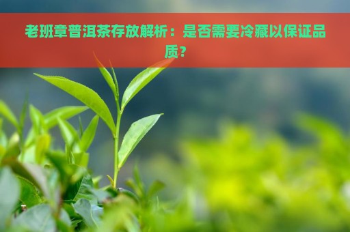 老班章普洱茶存放解析：是否需要冷藏以保证品质？