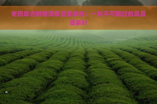 老班章古树普洱茶品鉴解析：一款不可错过的高品质茶叶