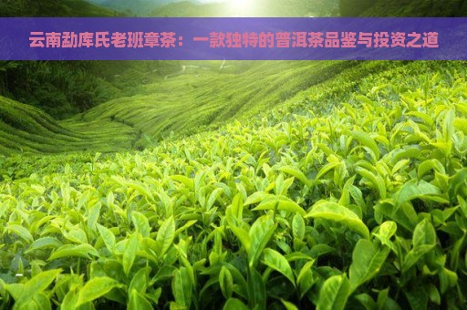 云南勐库氏老班章茶：一款独特的普洱茶品鉴与投资之道