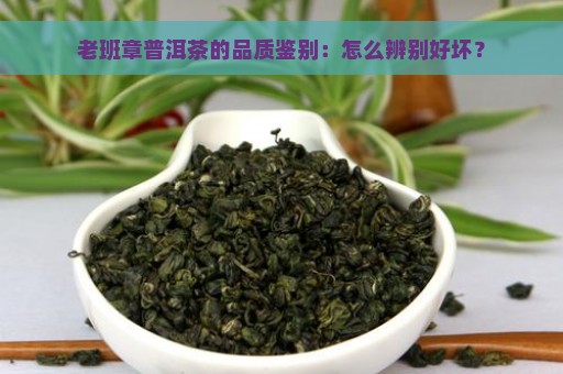 老班章普洱茶的品质鉴别：怎么辨别好坏？