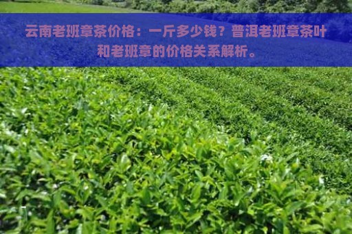 云南老班章茶价格：一斤多少钱？普洱老班章茶叶和老班章的价格关系解析。