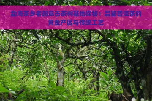 勐海茶乡老班章古茶树基地探秘：品鉴普洱茶的黄金产区与传统工艺