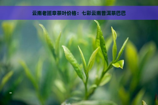 云南老班章茶叶价格：七彩云南普洱茶巴巴