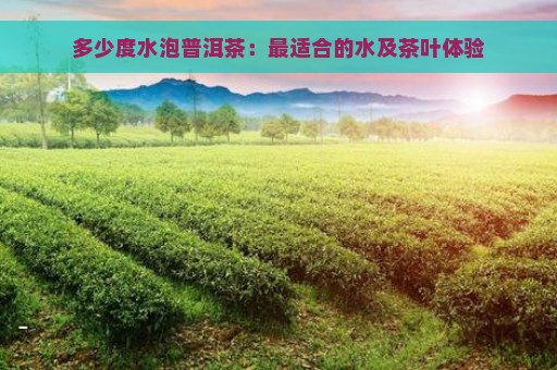 多少度水泡普洱茶：最适合的水及茶叶体验