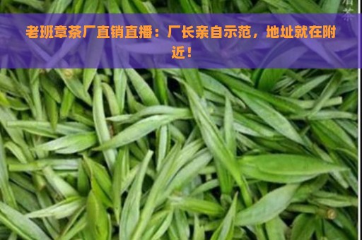 老班章茶厂直销直播：厂长亲自示范，地址就在附近！