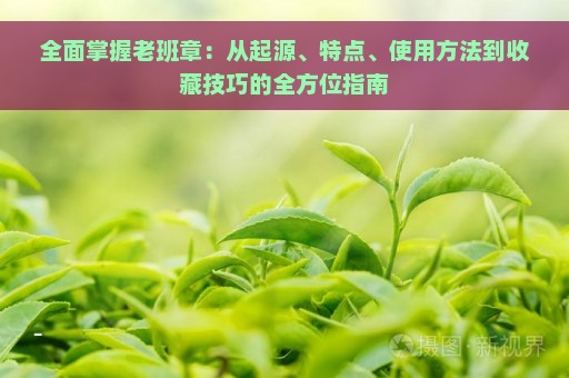 全面掌握老班章：从起源、特点、使用方法到收藏技巧的全方位指南