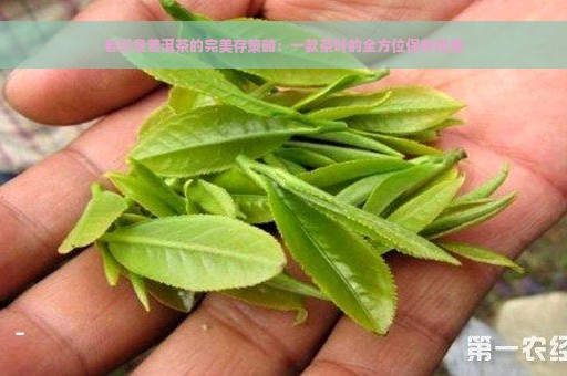 老班章普洱茶的完美存策略：一款茶叶的全方位保存指南