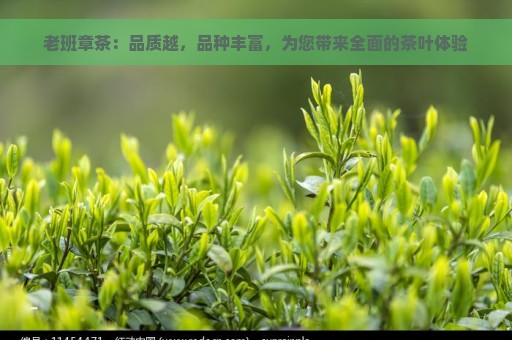 老班章茶：品质越，品种丰富，为您带来全面的茶叶体验