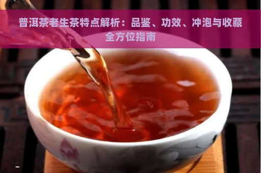 普洱茶老生茶特点解析：品鉴、功效、冲泡与收藏全方位指南