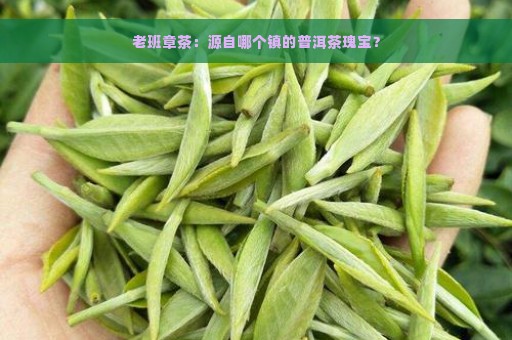 老班章茶：源自哪个镇的普洱茶瑰宝？