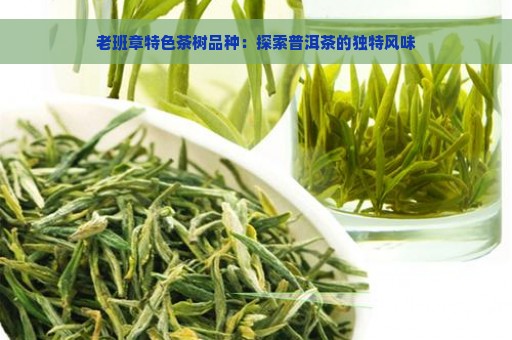 老班章特色茶树品种：探索普洱茶的独特风味