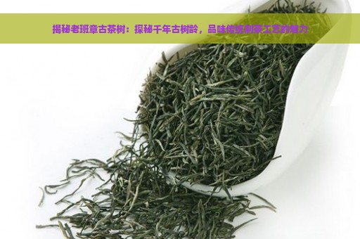 揭秘老班章古茶树：探秘千年古树龄，品味传统制茶工艺的魅力