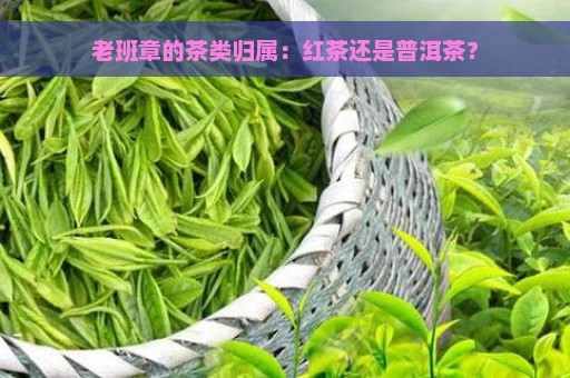 老班章的茶类归属：红茶还是普洱茶？