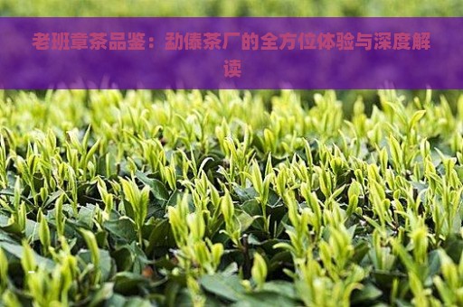 老班章茶品鉴：勐傣茶厂的全方位体验与深度解读