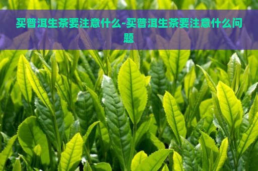 买普洱生茶要注意什么-买普洱生茶要注意什么问题