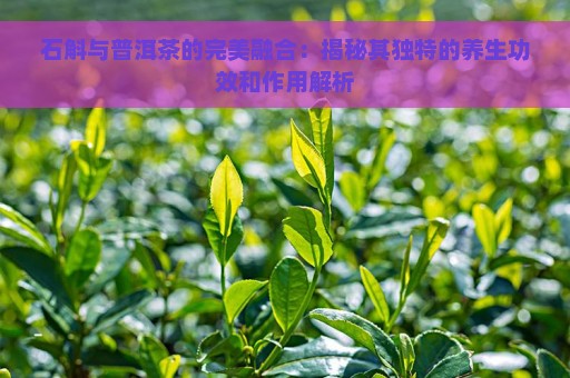 石斛与普洱茶的完美融合：揭秘其独特的养生功效和作用解析