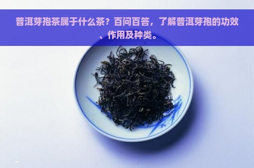 普洱芽孢茶属于什么茶？百问百答，了解普洱芽孢的功效、作用及种类。