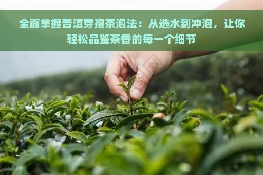 全面掌握普洱芽孢茶泡法：从选水到冲泡，让你轻松品鉴茶香的每一个细节