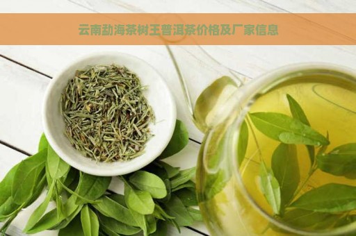 云南勐海茶树王普洱茶价格及厂家信息