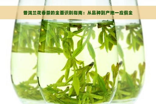 普洱兰花香茶的全面识别指南：从品种到产地一应俱全