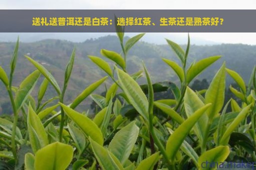 送礼送普洱还是白茶：选择红茶、生茶还是熟茶好？