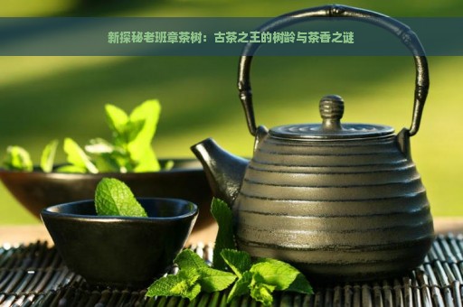 新探秘老班章茶树：古茶之王的树龄与茶香之谜