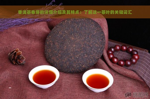 普洱茶春芽的详细介绍及其特点：了解这一茶叶的关键词汇