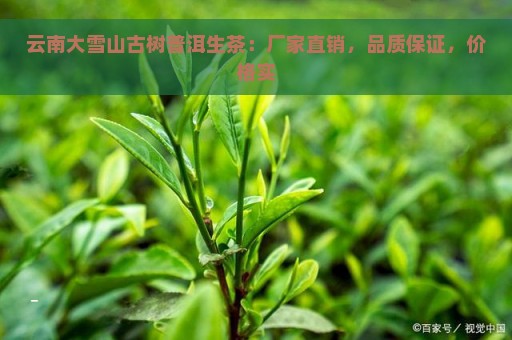 云南大雪山古树普洱生茶：厂家直销，品质保证，价格实