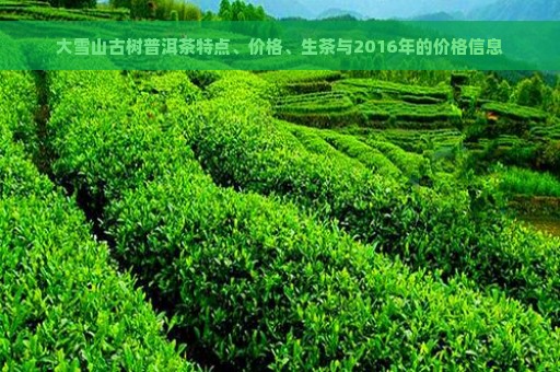 大雪山古树普洱茶特点、价格、生茶与2016年的价格信息