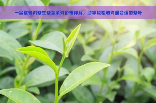 一品堂普洱茶生茶全系列价格详解，助您轻松选购最合适的茶叶