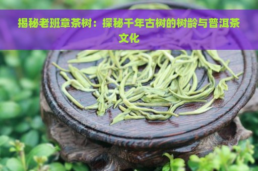 揭秘老班章茶树：探秘千年古树的树龄与普洱茶文化