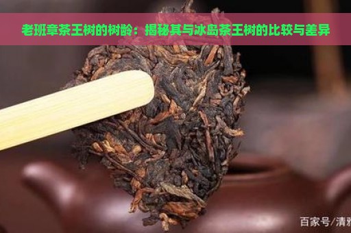 老班章茶王树的树龄：揭秘其与冰岛茶王树的比较与差异