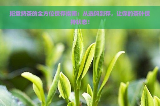 班章熟茶的全方位保存指南：从选购到存，让你的茶叶保持状态！