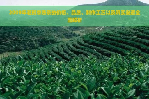 2009年老班章熟茶的价格、品质、制作工艺以及购买渠道全面解析