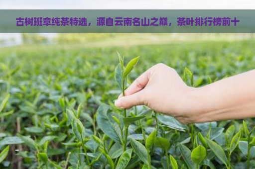 古树班章纯茶特选，源自云南名山之巅，茶叶排行榜前十